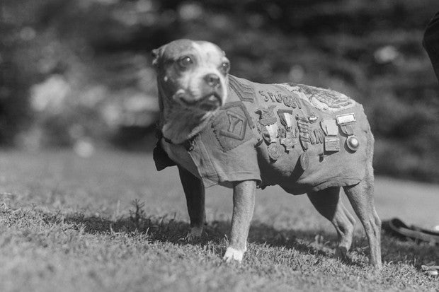 Sgt. Stubby