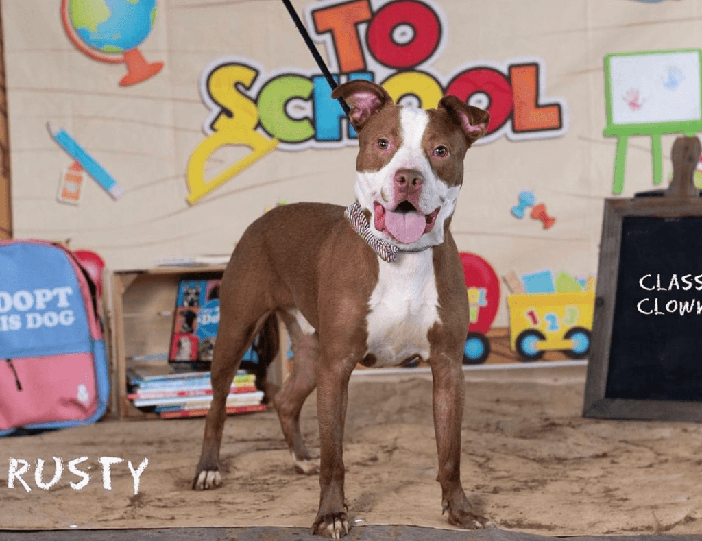 brown and white pit bull mix wearing a bowtie collar